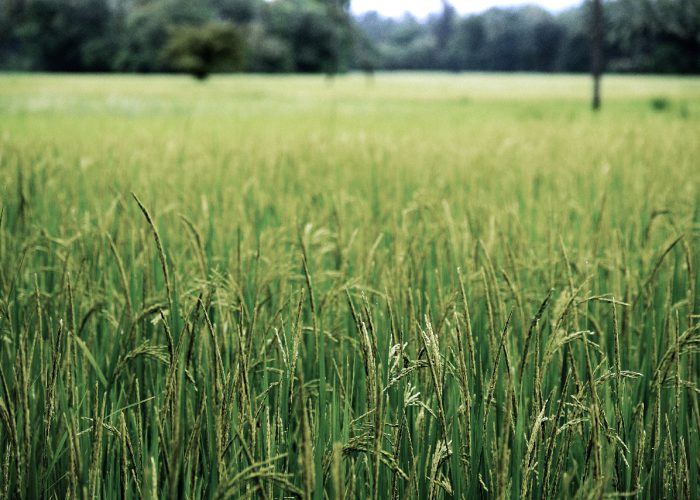 La Revolución Verde y la soberanía alimentaria como contrapropuesta